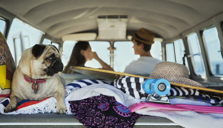 Pet dog and skateboard in the back of a car.