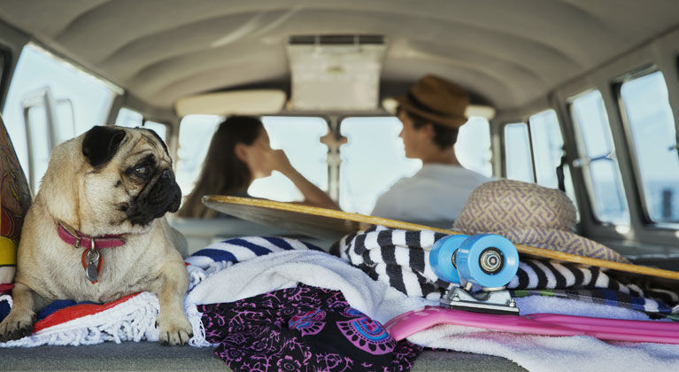 Pet dog and skateboard in the back of a car.
