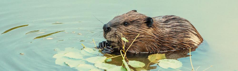 Beaver in water